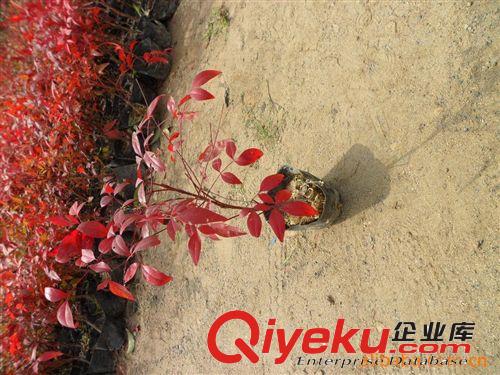 供應園林綠化苗木紅天竺原始圖片2