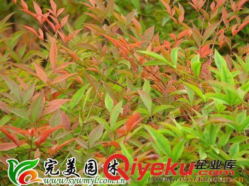 供應園林綠化苗木紅天竺原始圖片3