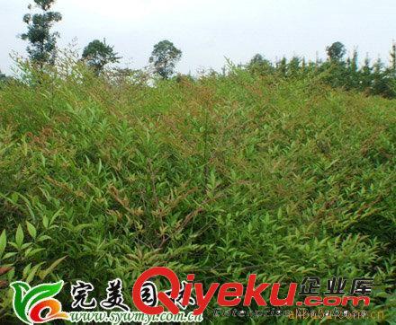 供應(yīng)園林綠化苗木南天竺原始圖片3