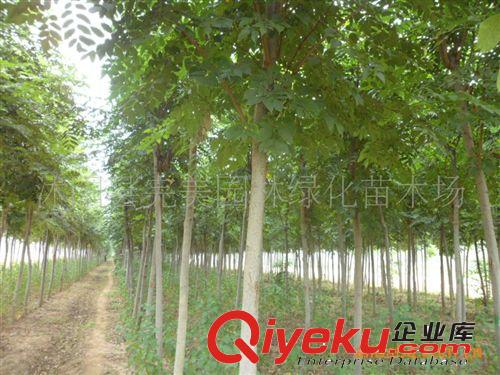 供應園林綠化苗木栗子樹板栗