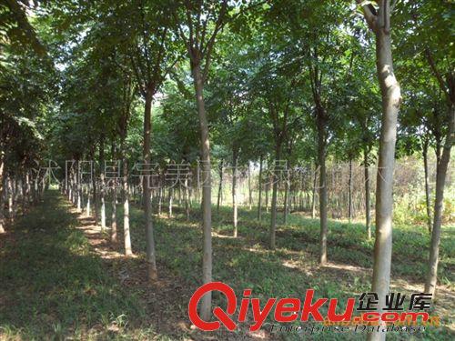 供應子播行道樹苗黃山欒樹 屬落葉喬木 桿直原始圖片2
