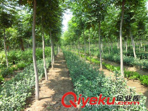 供應子播行道樹苗黃山欒樹 屬落葉喬木 桿直原始圖片3