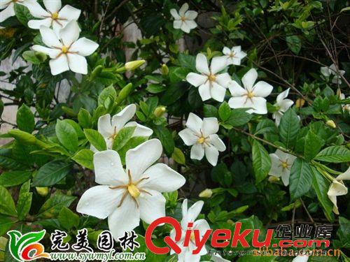 供應園林綠化苗木桅子花原始圖片2