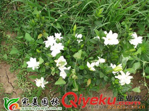供應園林綠化苗木桅子花原始圖片3