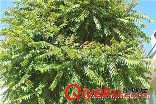 供應(yīng)園林綠化苗木臭椿原始圖片2