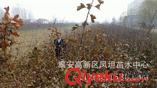 泰安鳳坦苗木批發(fā)山楂苗 量大從優(yōu)原始圖片2