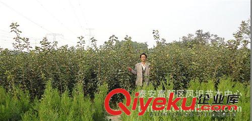 泰安優(yōu)質(zhì)山楂苗 山楂樹(shù)苗各規(guī)格 大金星山楂苗木