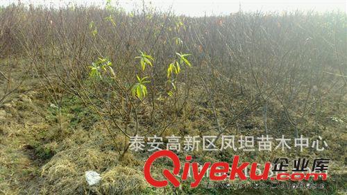 出售各類規(guī)格紅葉桃 碧桃  精品好苗不流漿 樹形優(yōu)美