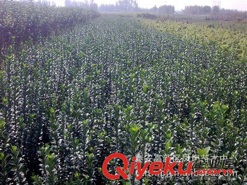 大量出售綠化苗木 工程苗木 冬青原始圖片2