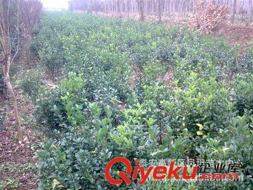 大量出售綠化苗木 工程苗木 冬青原始圖片3