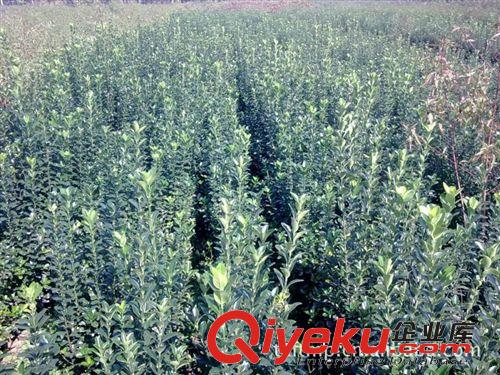 產地熱銷大量優質灌木優質冬青原始圖片3