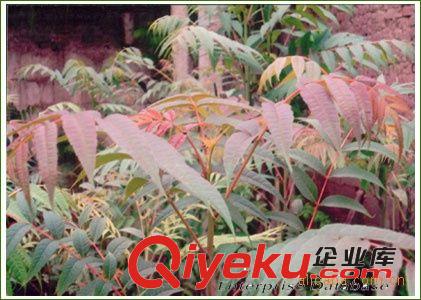 大量供應香椿苗【山東泰安】