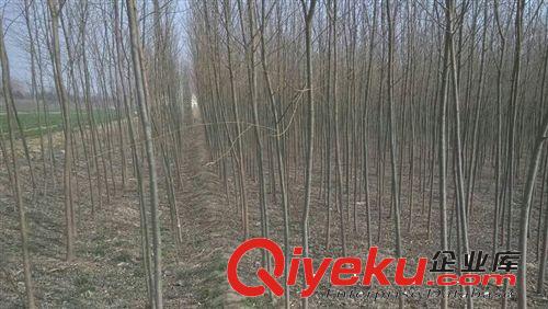 鳳坦苗木中心供應上萬棵2-6公分青皮柳 價低質優