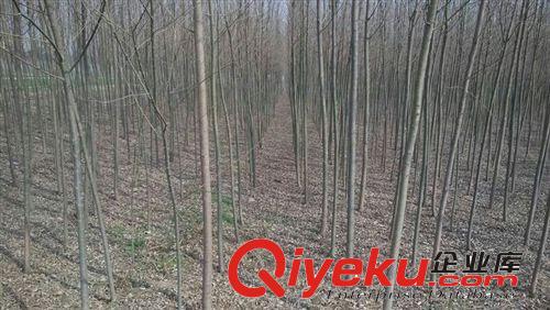 鳳坦苗木中心供應上萬棵2-6公分青皮柳 價低質優