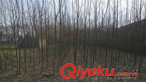 鳳坦苗木大量供應無病蟲害3公分青皮柳