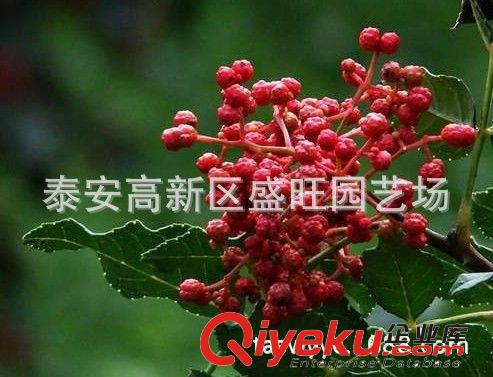 大紅袍花椒苗 地被花椒苗 品種純正 量大優(yōu)惠 批發(fā)發(fā)零售花椒