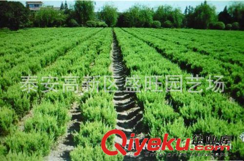 龍柏小苗供應地 批發零售容器小側柏 質量保證苗木 綠化工程龍柏原始圖片2