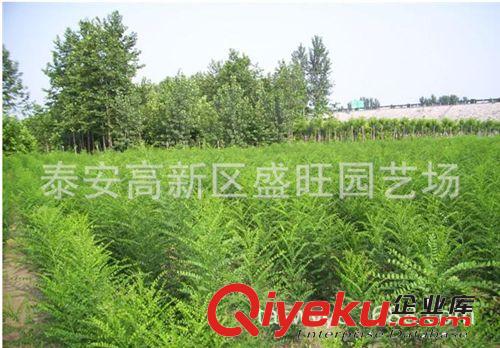 國(guó)槐苗木 綠化苗木 國(guó)槐小苗批發(fā) 規(guī)格齊全 量大優(yōu)惠