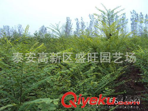 國(guó)槐苗木 綠化苗木 國(guó)槐小苗批發(fā) 規(guī)格齊全 量大優(yōu)惠
