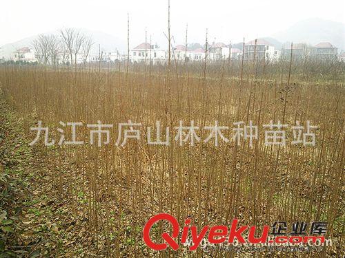 供應雞爪槭小苗 園林植物 園林綠化苗木 喬木