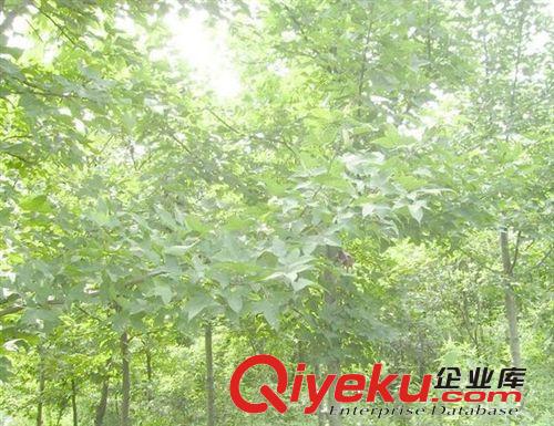 供應楓香優質綠化苗木 園林綠化苗木  行道樹苗木 造林苗木原始圖片3