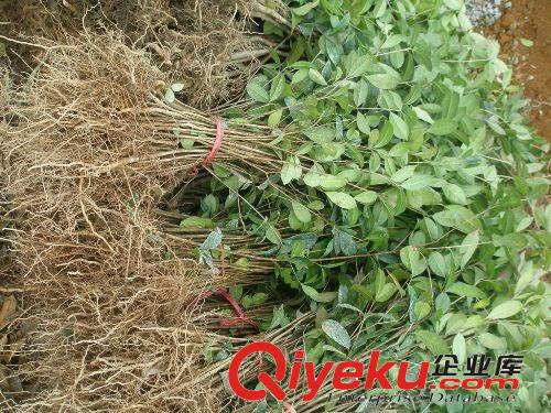 供應(yīng)桂花小苗 優(yōu)質(zhì)綠化苗木 園林植物 喬木 八月桂花小苗原始圖片2