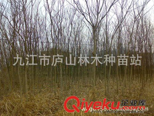 供應(yīng)無患子苗木 園林綠化苗木  園林植物 喬木原始圖片3