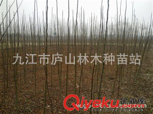 供應(yīng)欒樹苗 綠化種苗 行道樹苗木 園林植物 喬木