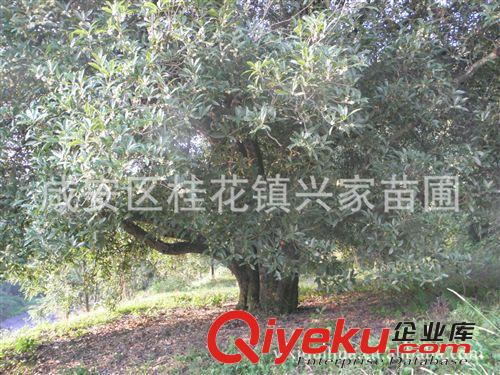 農(nóng)戶直銷湖北咸寧桂花鎮(zhèn)古桂花樹  金桂大樹  綠化苗木 花卉種樹