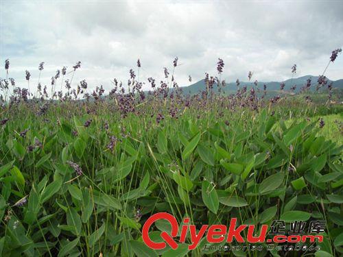 再力花供应商供应水生植物再力花  优质低价