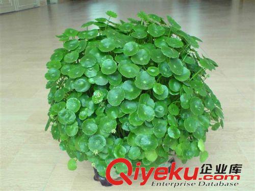 长期供应 好养水生水培植物铜钱草金钱草  香菇草