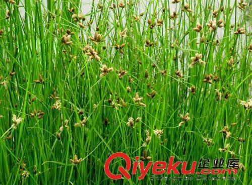 長期供應 水生沼澤草本植物 人工濕地 黑三棱  量大從優原始圖片2