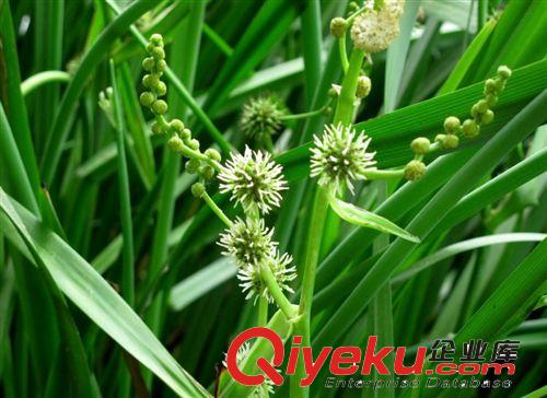 長期供應 水生沼澤草本植物 人工濕地 黑三棱  量大從優原始圖片3