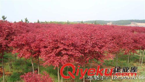 供應(yīng)園林植物 紅楓 紅楓樹 日本紅楓 美國紅楓小苗