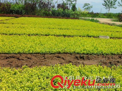 金葉女貞 金葉女貞苗 金葉女貞小苗 金葉女貞球 花卉苗木批發(fā)原始圖片3