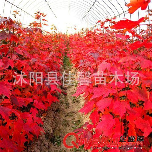 批發(fā)綠化工程苗 美國紅楓苗美國紅楓-秋火焰紅楓苗 紅花槭