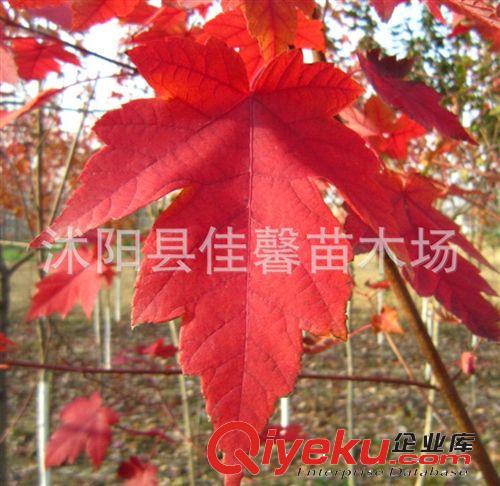 批發(fā)綠化工程苗 美國紅楓苗美國紅楓-秋火焰紅楓苗 紅花槭