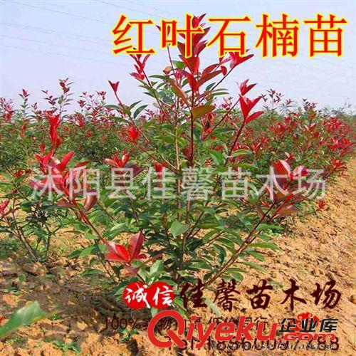 綠化苗木 彩色苗木 紅葉石楠苗 紅葉石楠球 規(guī)格齊全