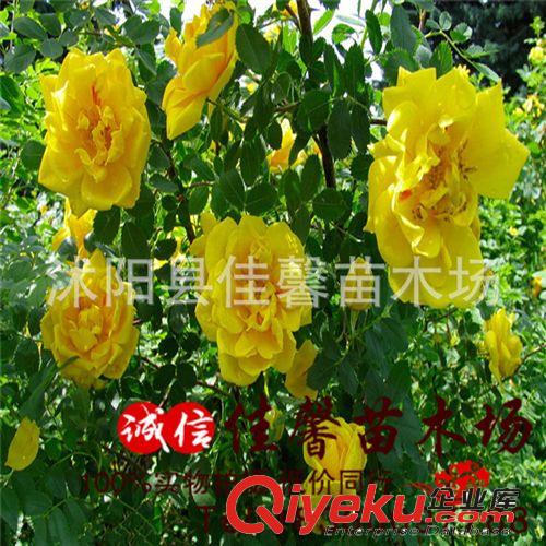 批發(fā)薔薇花苗 月季苗 薔薇小苗  低價(jià)處理1-8年生 規(guī)格齊全包成活