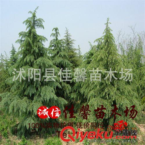 批发 雪松树苗 小苗 1--8米高规格齐全  量大优惠 送货上门