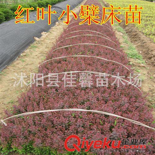 出售绿化苗木 灌木类【蜀桧】塔柏 桧柏苗 规格齐全 量大优惠