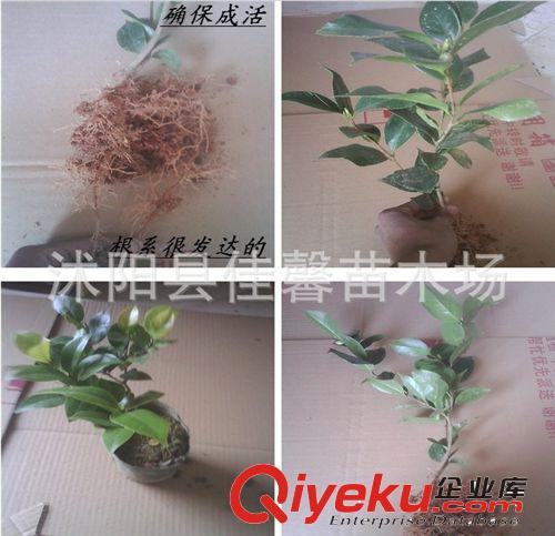 花卉绿植 盆栽 茶花树苗 茶花苗十八学士 当年开花 品种任选