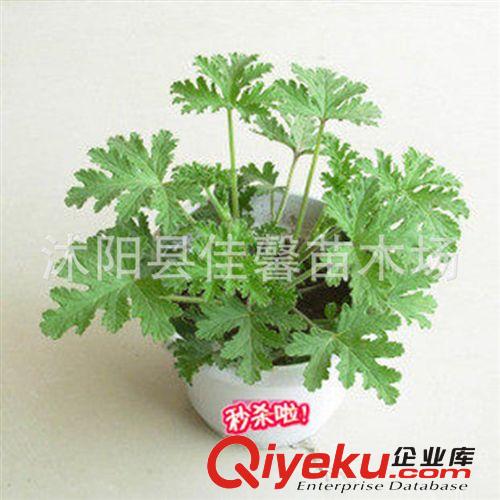 綠色植物驅(qū)蚊草盆栽花卉 防輻射