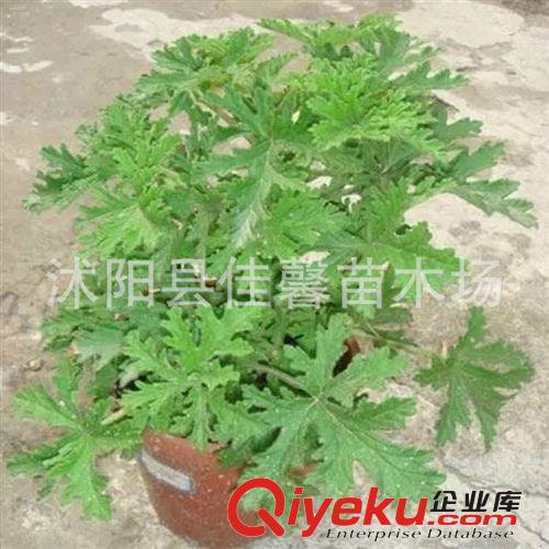 綠色植物驅(qū)蚊草盆栽花卉 防輻射