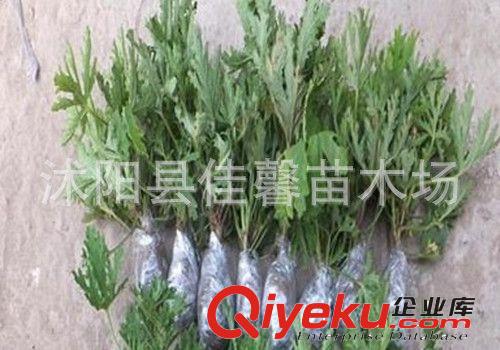 綠色植物驅(qū)蚊草盆栽花卉 防輻射