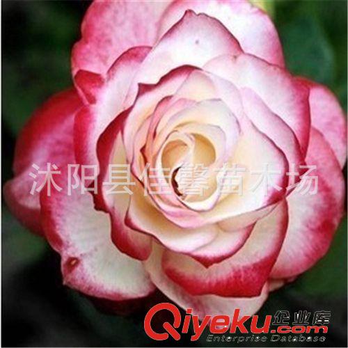 新品种 精品大花月季 盆栽花苗【粉红佳人】芳香花型 四季开花