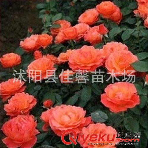 新品種豐花月季【紅從容】花色豐富 花期長 庭院植物