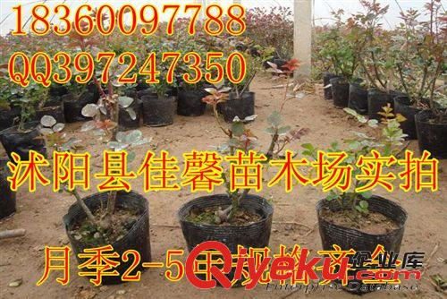 苗圃直銷【紫仙】月季花苗 月季花盆栽 爬藤月季規(guī)格齊全原始圖片2
