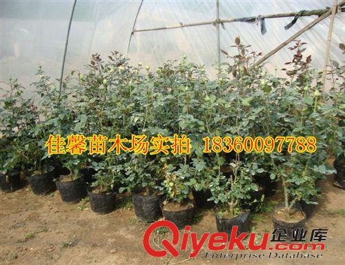 苗圃直銷【紫仙】月季花苗 月季花盆栽 爬藤月季規(guī)格齊全原始圖片3