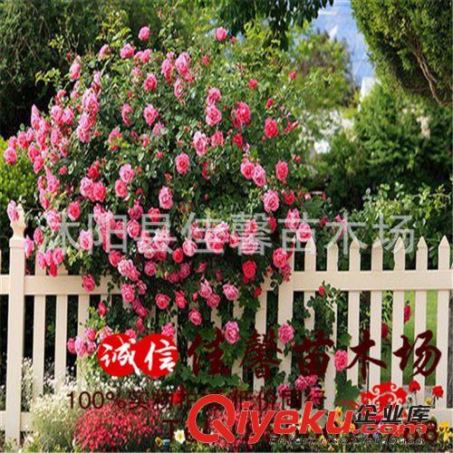 庭院盆栽月季花 藤本月季苗【樂園】三年大苗